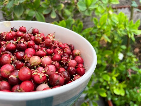 Fresh Chilean Murta Berries in White Bowl with Natural Green Background