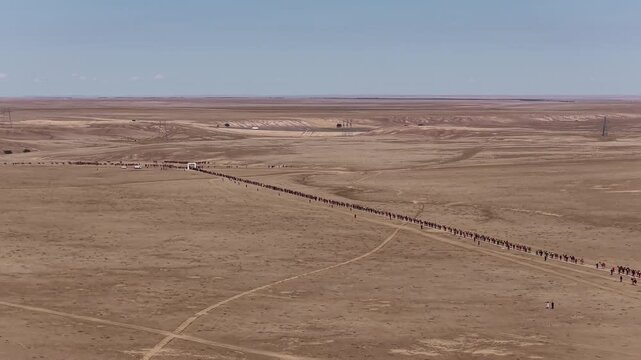 Camels forming long queue in arid desert landscape