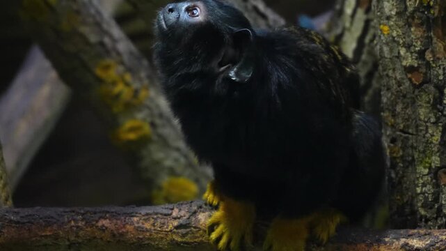 Close up of a gold hand tamarin marmoset monkey sitting on a tree branch and watching on a sunny spring day.