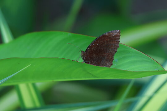 Papillon Elymnias hypermnestra sur feuille verte