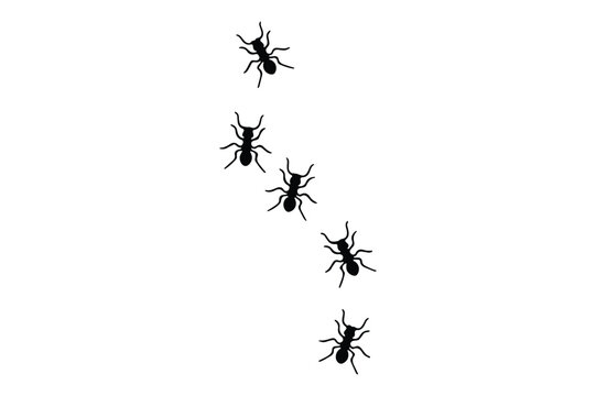 Black ant silhouettes on a white background vector illustration