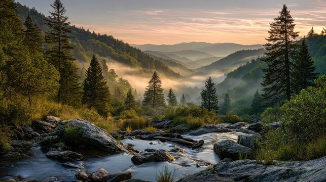 Morning light through fog in the North Carolina mountains: pine forest, mossy rocks, and a clear mountain stream