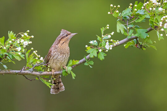 Eurasian Wryneck (Jynx torquilla) perched on a blooming hawthorn branch. Detailed wildlife shot of a camouflaged bird with grey and brown feathers during spring breeding season.
