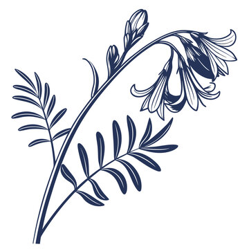 deer vetch blossom silhouette on white background
