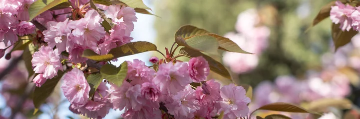 Fototapete Blüte Cherry blossom branches with pink flowers against a blurred background. The scene captures the beauty of spring and nature's renewal. banner  © Ksu