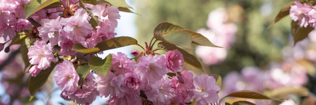 Cherry blossom branches with pink flowers against a blurred background. The scene captures the beauty of spring and nature's renewal. banner