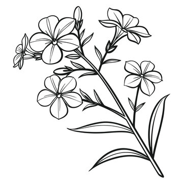 carolina phlox with leaves