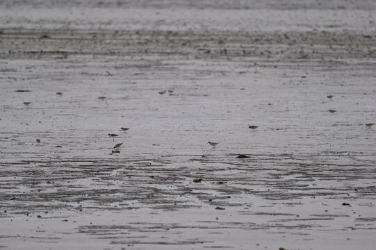 Sanderlings Foraging on a Wet Sand Beach