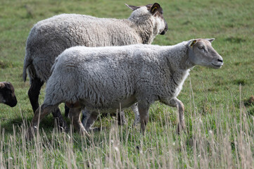 Grazing Sheep in a Verdant Pasture © Morten