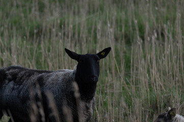 Black-Faced Sheep in Meadow © Morten