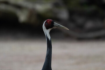 Naklejka premium Red-crowned Crane Portrait