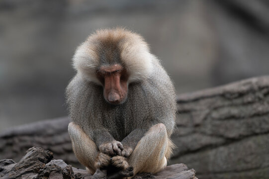 Pensive Baboon