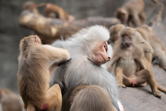 Baboon Contemplation