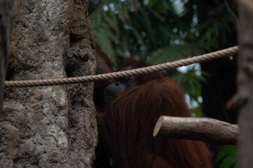 Intimate Portrait of a Sumatran Orangutan © Morten