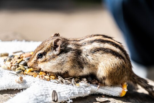 Striped chipmunk with full cheeks enjoying seeds in autumn light.