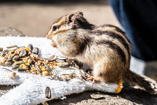 Autumn Ezo chipmunk feeding on seeds at Hokkaido Okhotsk Park.