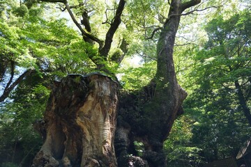 Towering ancient tree trunk stands majestically in a sunlit forest. © Seiya