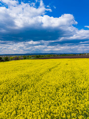 Fototapeta premium Bright yellow flowers bloom in a field under a blue sky with clouds during daytime