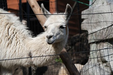 Fototapeta premium Close-up portrait of a fluffy white llama behind a zoo fence