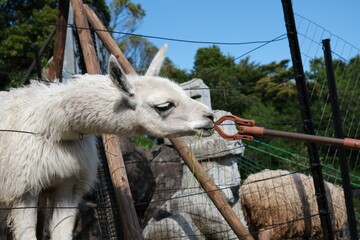Fototapeta premium White Llama Eating Fresh Green Grass from a Feeding Tool