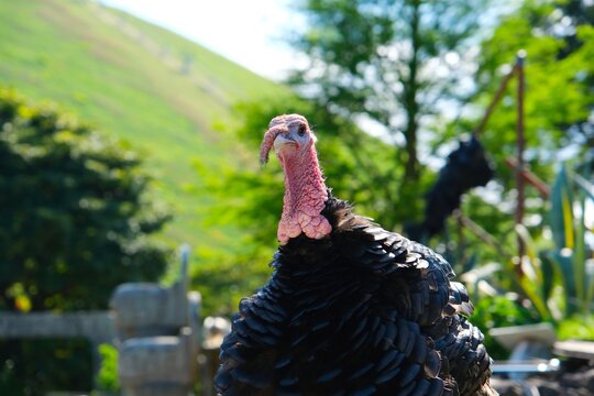 Portrait of a domestic black turkey on a sunny farm with green hills.