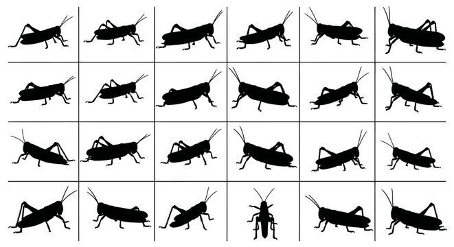 Collection of various cricket silhouettes in different poses and angles on white background