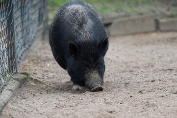 Black Pig Rooting in Soil © Morten