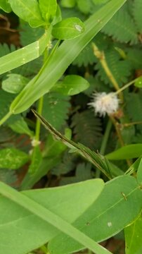 Mimosa Pudica leaves closing after being touched, sensitive plant reaction, cinematic 4K macro shot.