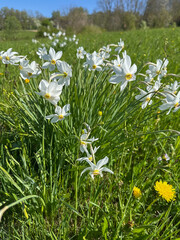 White narcissus flowers in spring meadow © Marlene