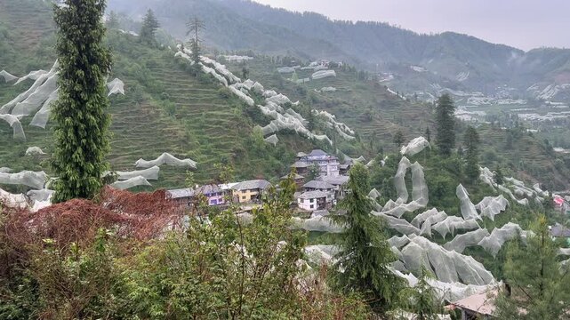 Wide view of a Himalayan valley with extensive apple orchards covered by protective nets and scattered village houses in Janjehli, Mandi district, Himachal Pradesh, India.