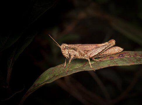 Saltamontes