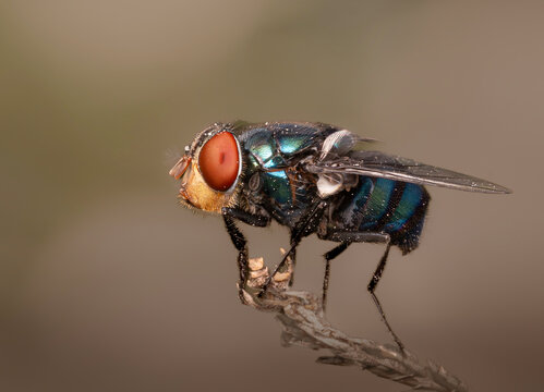 Mosca