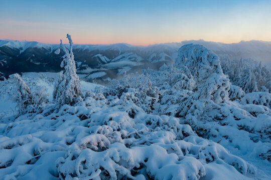 View of Salatin mountain with snow-covered trees and frosted bushes under a soft dawn sky Liptovska Stiavnica, Zilinsky kraj, Slovakia.