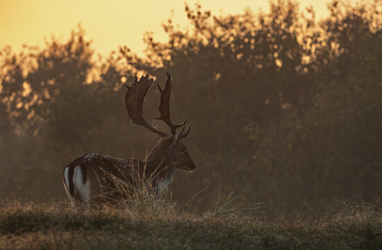 Hirch im Unterholz, Hirsch mit Geweih in der Morgensonne