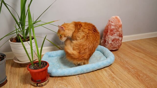 The orange fun cat stretched its back and lay down to sleep in the cat bed near green flower pots and red salt lamp in room interior and sleeping. Cute active bright portrait video