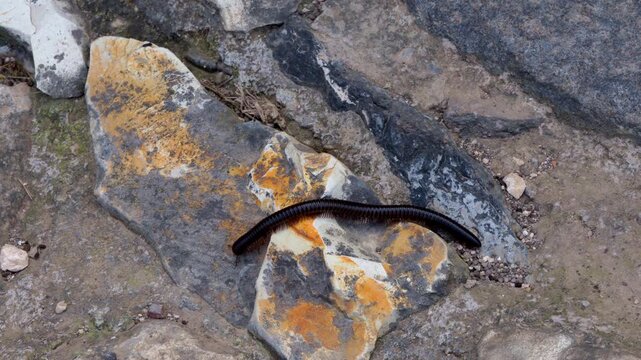 Israel, Megiddo, Daytime. A dangerous venomous giant black scolopendra centipede with many orange legs crawls over ancient stones and dry earth in the northern wilderness area during a sunny day