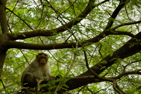 Monkey sits on a branch in a green tree while observing the surroundings in the wild during daytime