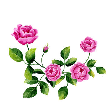 Pink climbing roses brunch with green leaves. Watercolor illustration isolated on white background. Sublimation arrangement on a botanical theme