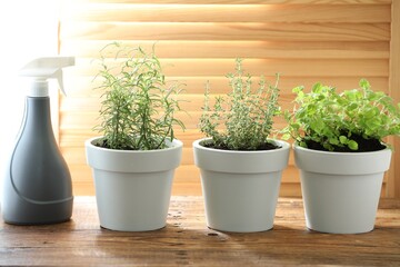 Fototapeta premium Different aromatic herbs in pots and sprayer on wooden table indoors