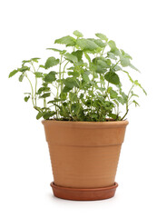 Fototapeta premium Aromatic lemon balm in pot isolated on white