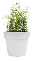 Fototapeta premium Aromatic rosemary in pot isolated on white