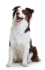 Fototapeta premium Cute Border Collie dog on white background