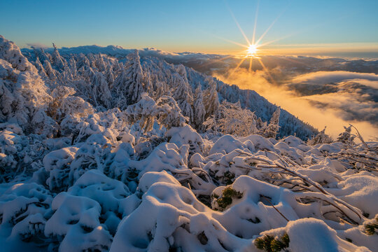 View of Salatin mountain peak with snow-covered pine trees and a bright sunburst over a sea of clouds in Liptovska Stiavnica, Zilinsky kraj, Slovakia.