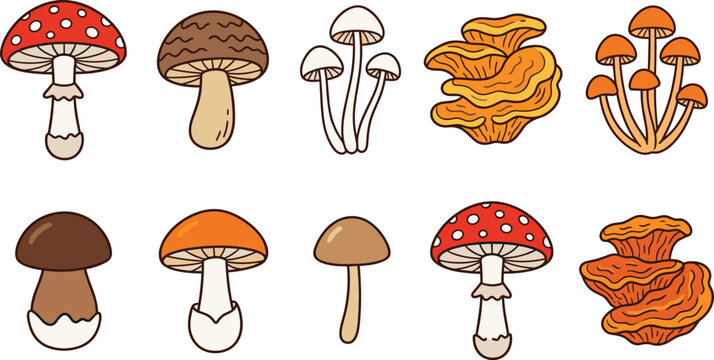 Hand Drawn Wild Mushroom Species Set Including Amanita Chanterelle and Edible Fungi in Colorful Doodle Style Vector