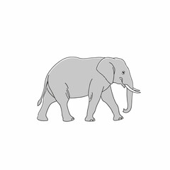 Fototapeta premium Gray Elephant Walking Sideways Profile View 1.