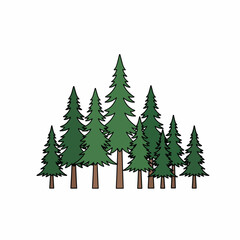 Obraz premium Group of Evergreen Pine Trees Cluster.
