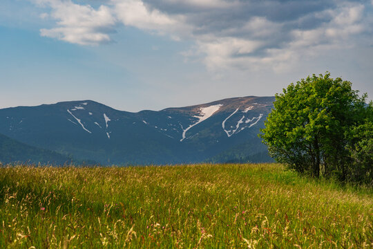 View of a lush green meadow and a solitary tree with the snow-capped peaks of the Low Tatras mountains under a cloudy sky in Horna Lehota, Banskobystricky kraj, Slovakia.