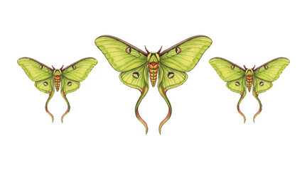 butterfly on a white background © Natallia