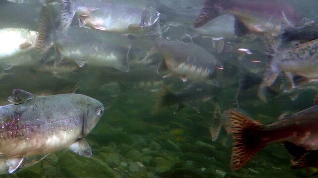 Witness a vibrant school of Salmon migrating upstream in the crystalline waters of the Kenai River, Alaska. They are swimming to spawning grounds in the shallow waters.
