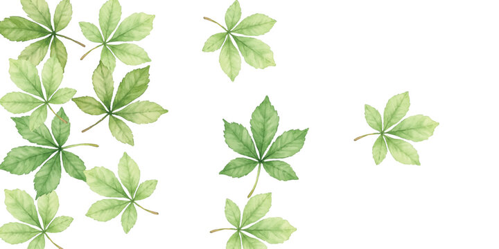 green leaves isolated on white